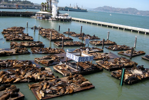 sea lions pier 39 fishermans wharf