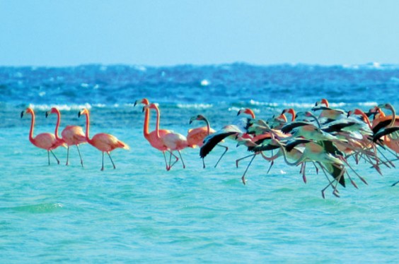 Flamencos en una playa de las Bahamas