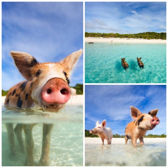 bahamas pigs