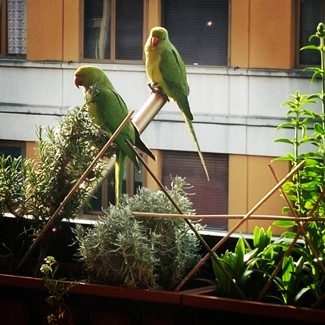 pappagalli verdi cosa fare a roma edreams blog di viaggi