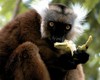 Madagascar BravoClub Andilana