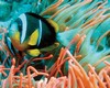Marsa Alam BravoClub Marsa Alam
