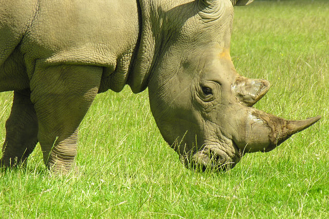 african rhinoceros