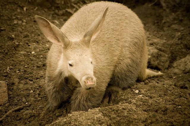 Aardvark african animal