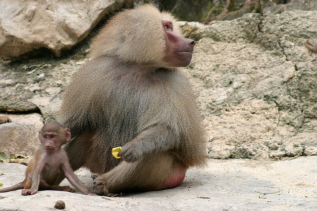 Baboon monkeys in Africa