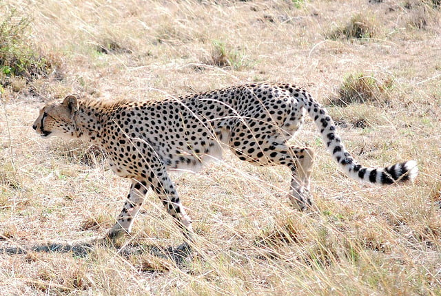 Cheetah