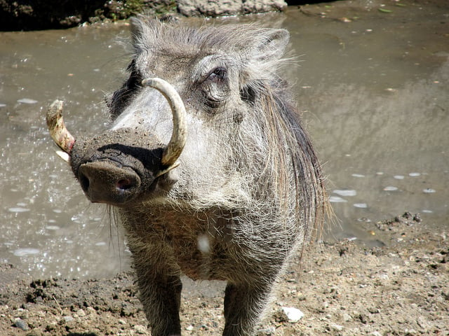 Desert Warthog african pig
