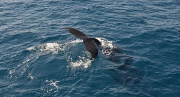 A Guide to Whale Watching: The Dos and Don’ts