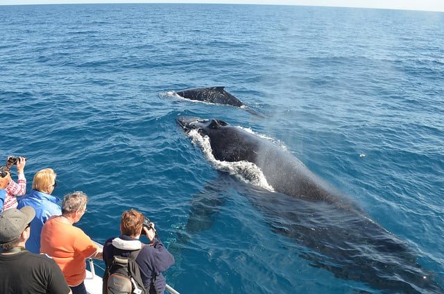 A Guide to Whale Watching: The Dos and Don'ts - eDreams Travel Blog