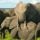 elephants IFAW responsible tourism
