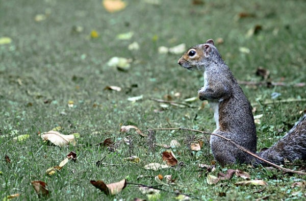 nyc gray squirrel