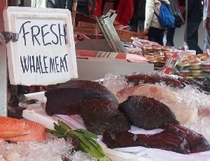 whale meat