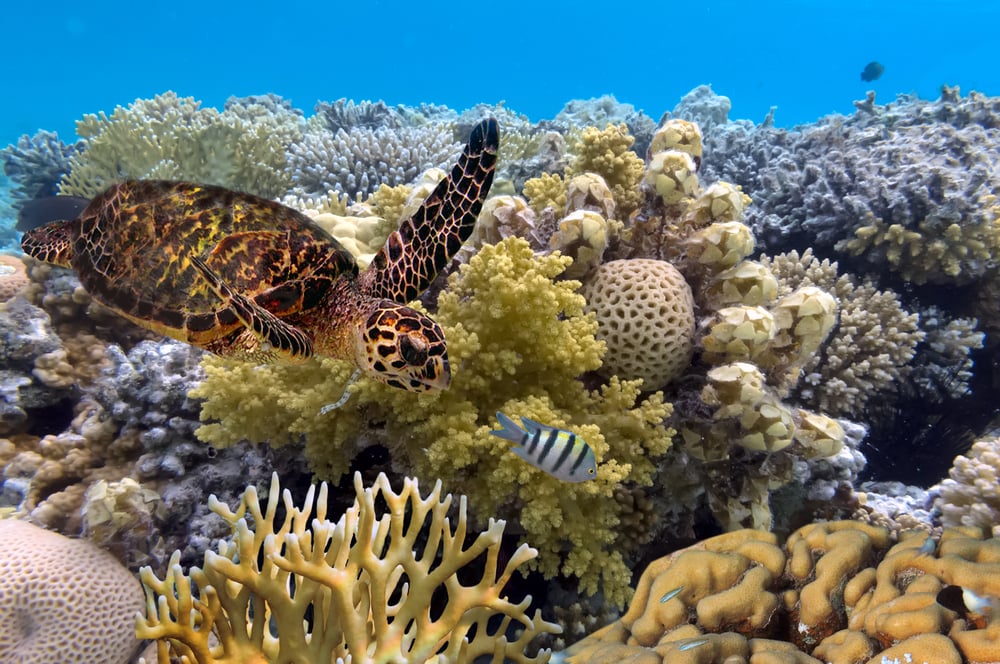 Great Barrier Reef in Australia