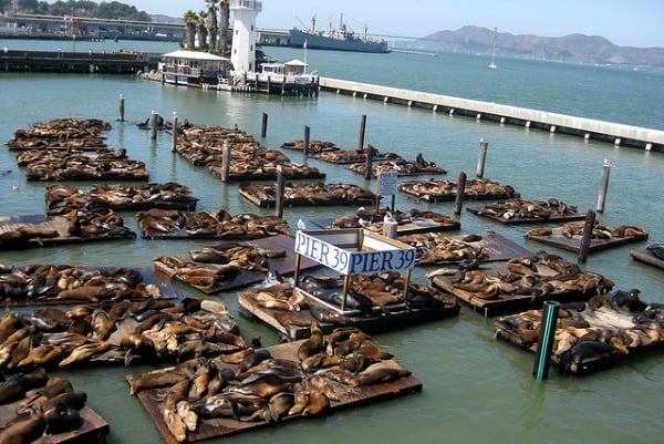  leones marinos en el Muelle39/Fisherman 's Wharf