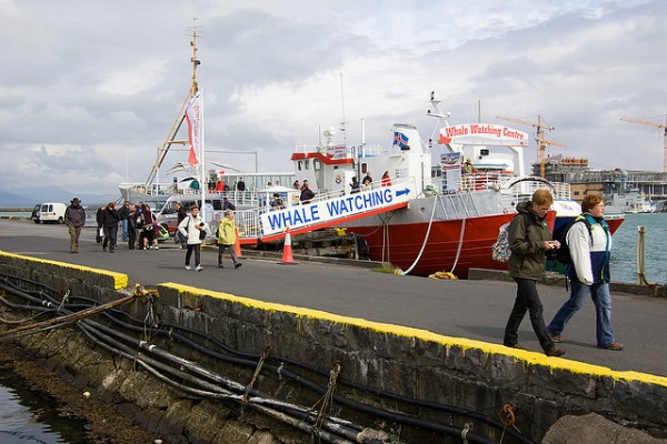 balene cose da fare reykjavik edreams blog di viaggi