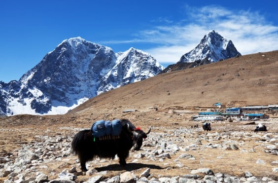 Yak in Himalayas