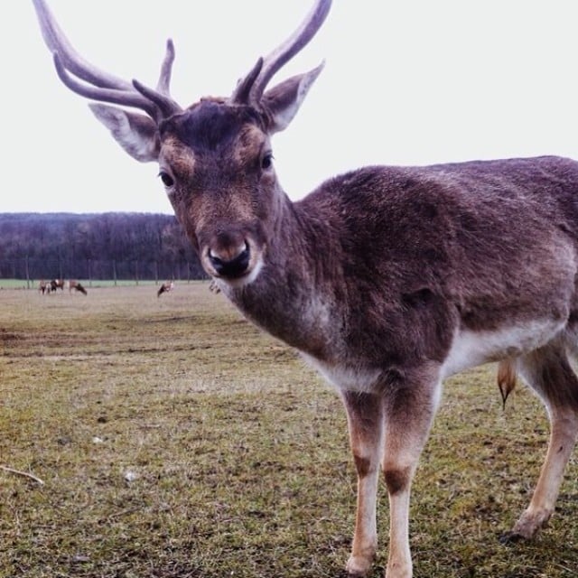 Lainzer Tiergarten vienne