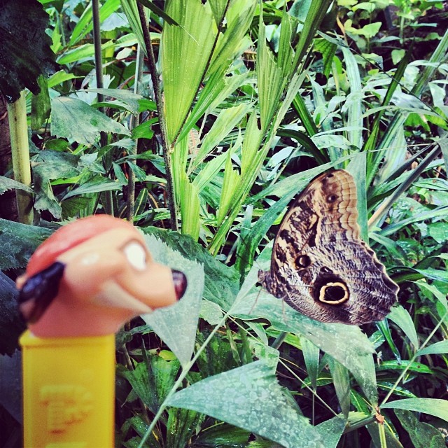 Butterfly House Vienna