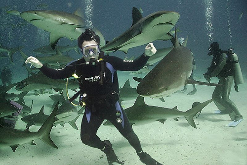 Top-Shark-Diving-Destinations-Nassau-Bahamas