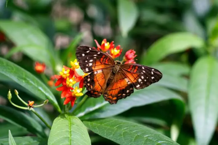 Butterfly House, best things to do in Vienna