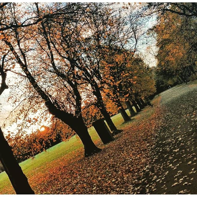 bosque en otoño en Manchester