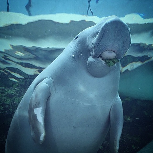 Photo by sealifesydneyaquarium via Instagram