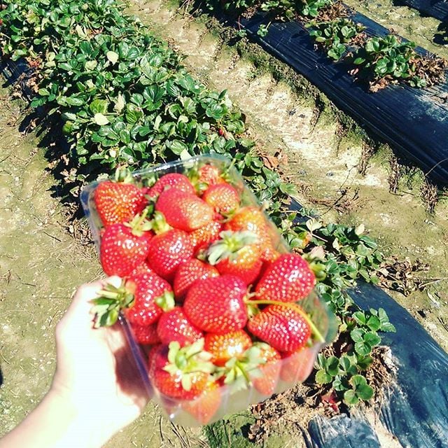 fresas en adelaida