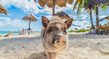 6 Beaches with Unusual Animals
