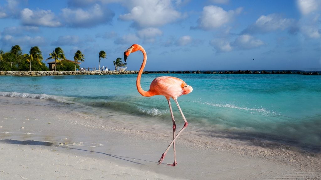 Flamingo beach in Aruba