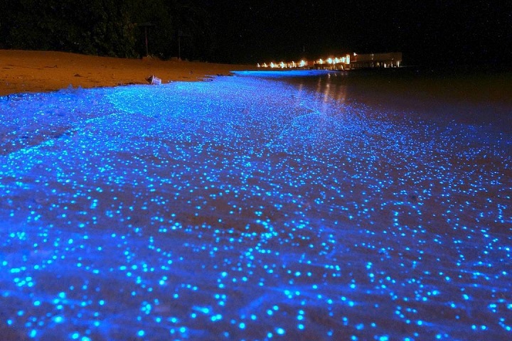 Bioluminescent Beach in Maldives
