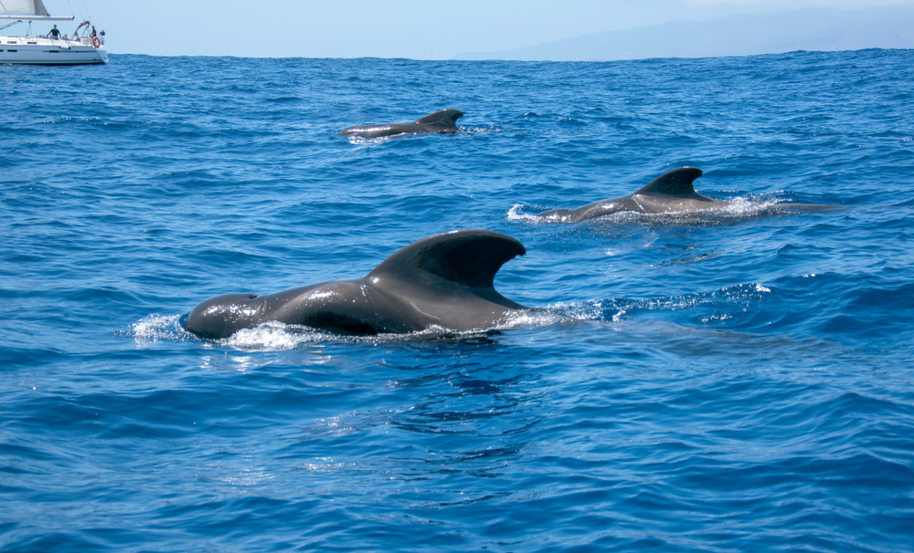 Dolphins in Tenerife