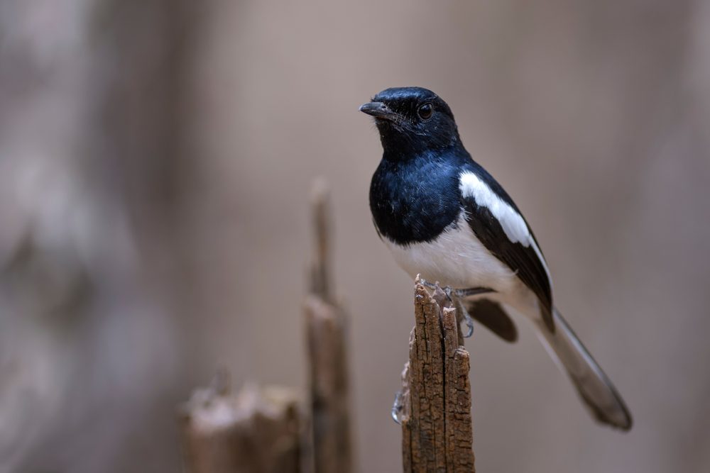 Magpie in Africa