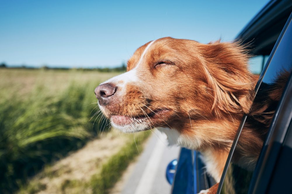 Dog enjoying a roadtrip