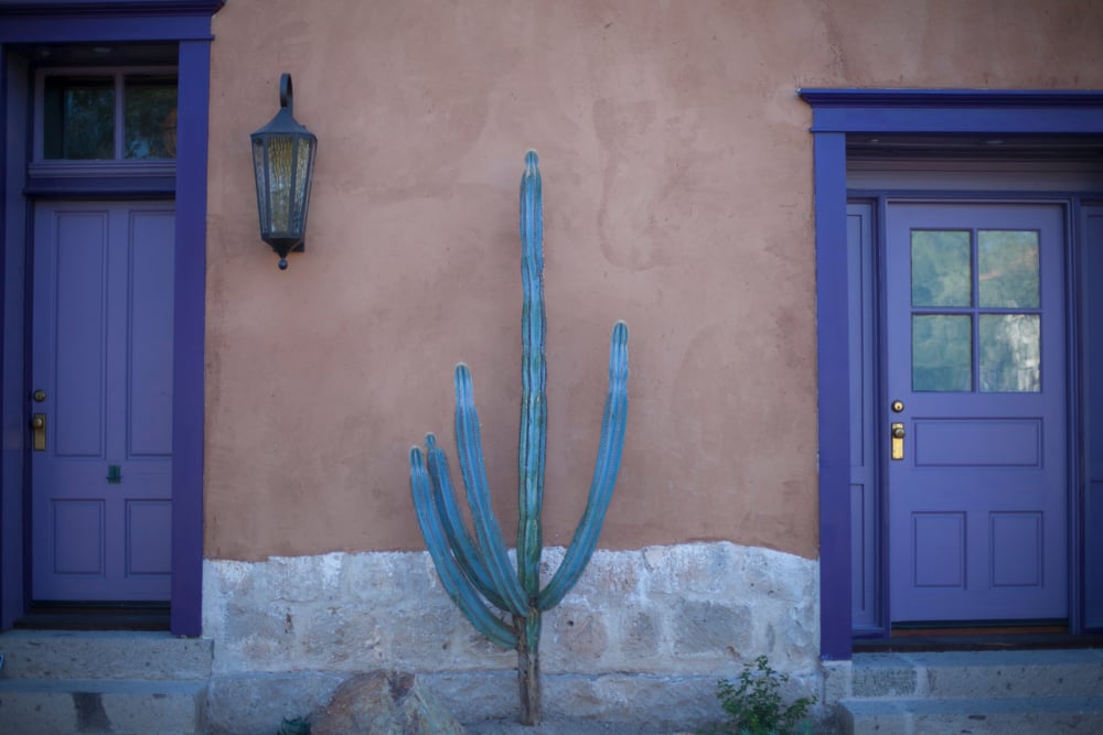 A,Lone,Cactus,Between,Two,Purple,Doors,In,Tucson,,Arizona.