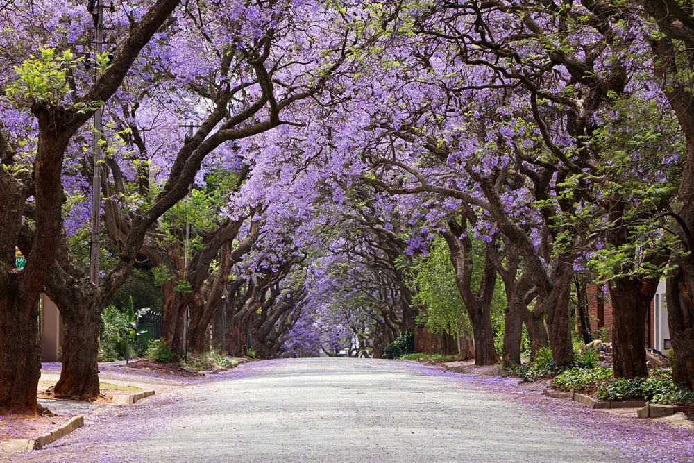Jacaranda,Trees,Season,In,Johannesburg
