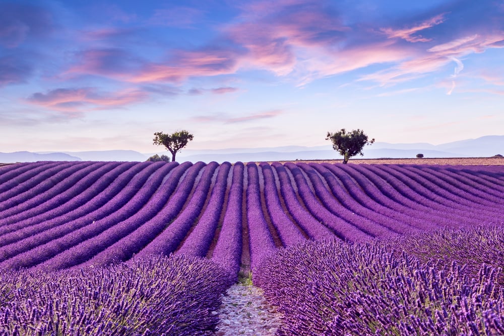 Lavender,Field,Summer,Sunset,Landscape,Near,Valensole.provence,france