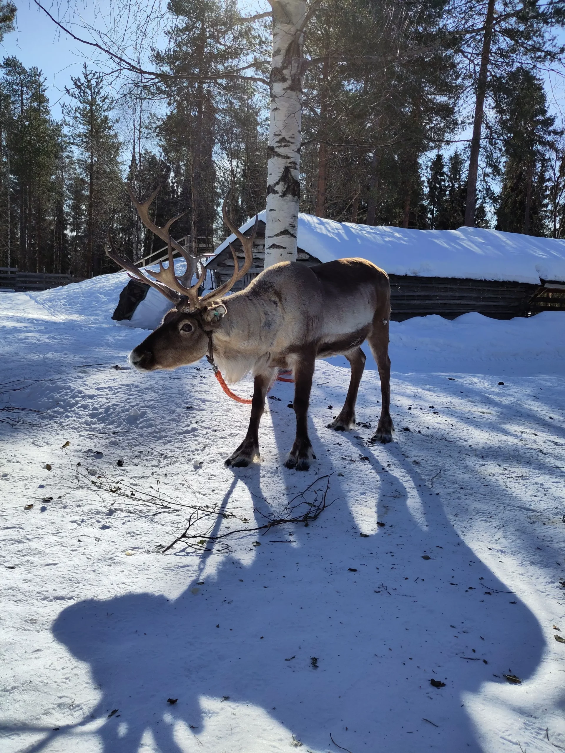 A reindeer in Rovaniemi, Lapland during winter